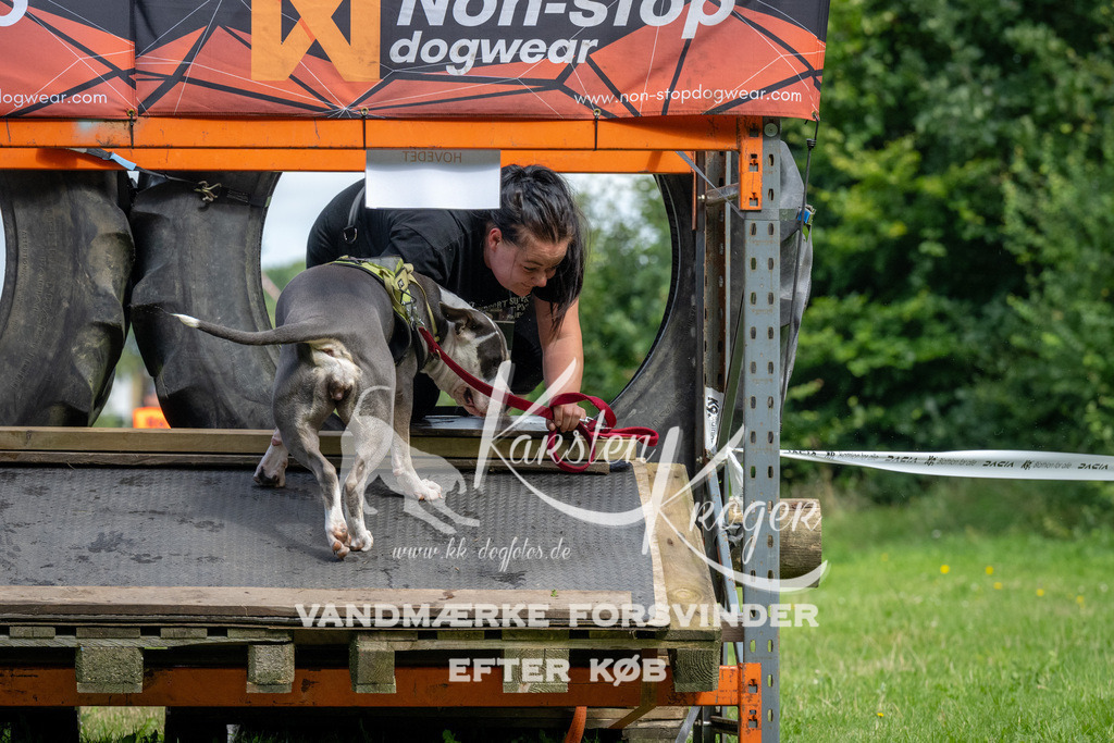 1137_ZZ92799 | kk-dogfotos