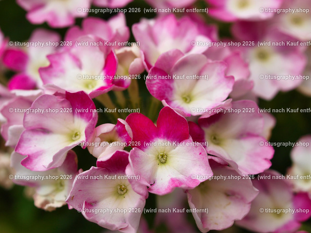 titusgraphy_P7052495-vz-ln | titusgraphy-shop: Geschenkideen mit Qualitätsfotos. titusgraphy-shop: gift ideas with quality photos. titusgraphy-shop: idées cadeaux avec photos de qualité.  - Realisiert mit Pictrs.com