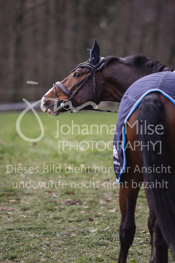 240316_Borgholzhausen_Impressionen-612 | Deine schönsten Turniermomente als professionelle Fotos! Entdecke hochwertige Pferdesport-Fotografie im Online-Shop. Jetzt Fotos finden & bestellen!