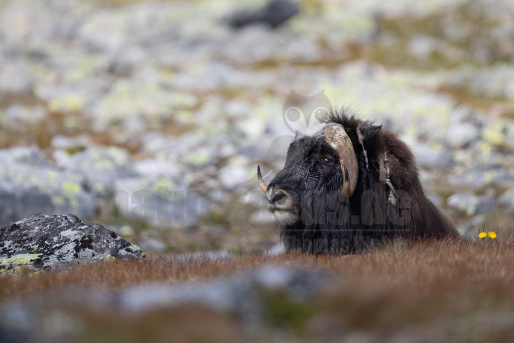 R6NF0114_20240802 | Die wild lebenden Moschusochsen sind eine der Hauptattraktionen des Dovrefjell-Nationalparks an der Grenze zwischen Süd- und Mittelnorwegen. Sie gehören zu den wenigen Tieren, die es in Europa gibt und lassen sich bei einem Besuch des Nationalparks gut beobachten. Rund 80 bis 100 Tiere leben im Westen des Parks in der kargen, kalten Fjellregion, die sie auf der Suche nach ihren Nahrungspflanzen durchstreifen.  - Realisiert mit Pictrs.com