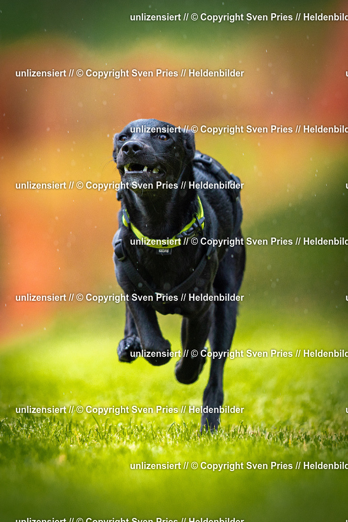 Sven Pries | 2025-09-21 - Hunderennen Baden-Oos - Realisiert mit Pictrs.com