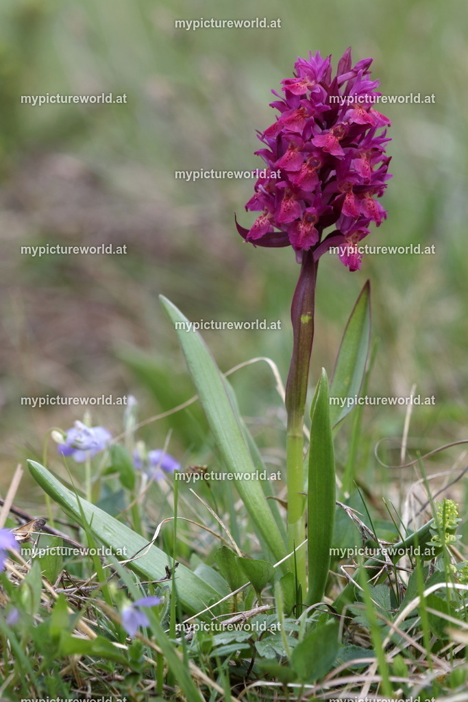 Holunder-Knabenkraut-002 | Das Bilderarchiv über Tiere, Planzen und Landschaften. In der Bilddatenbank finden Sie ein große Auswahl an hochwertigen Bilder für Ihre Werbung - Realized with Pictrs.com