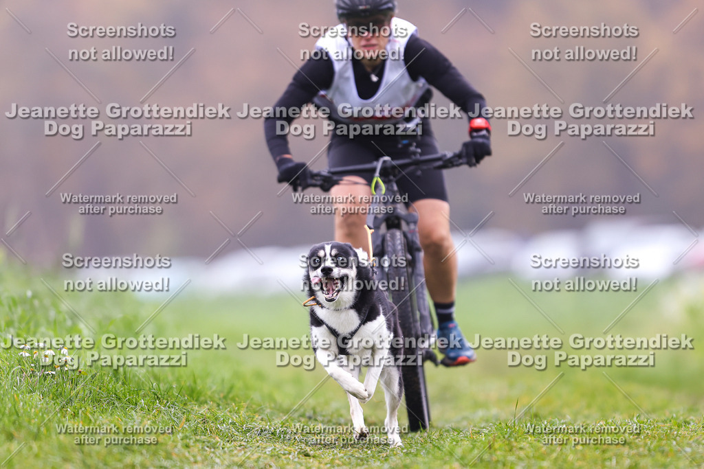 Dog Paparazzi - Visbeck 25 -167 | Dog Paparazzi Jeanette Grottendiek Fotografie & Videografie - Realisiert mit Pictrs.com