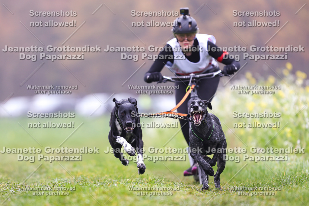 Dog Paparazzi - Visbeck 25 -54 | Dog Paparazzi Jeanette Grottendiek Fotografie & Videografie - Realisiert mit Pictrs.com