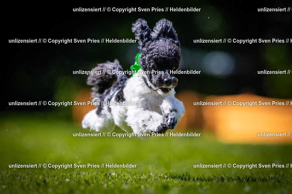 Sven Pries | 2025-08-10 - Hunderennen Durlach - Realisiert mit Pictrs.com