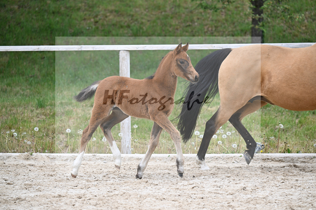 Kat-Nr. 31 SF Dallas County WE x Casino Royale K_Bentz_24260757 | hf-fotografie - Realisiert mit Pictrs.com