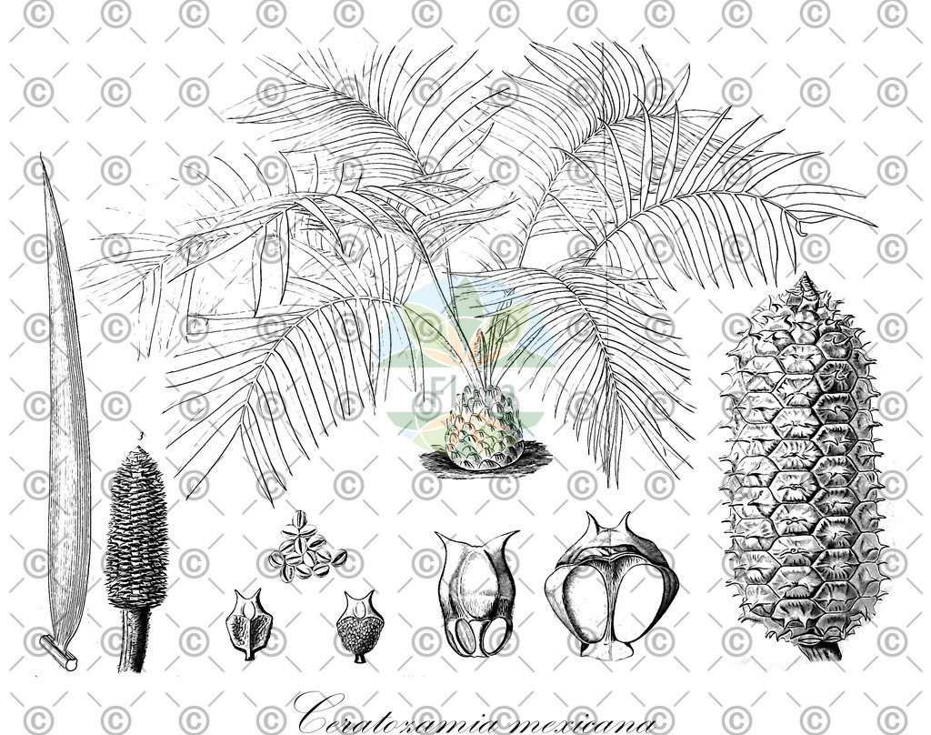 HistAbb_wfo-0000596611_1_ENZY_Simple | Historische Abbildung von Ceratozamia mexicana - Zamiaceae | Historical Illustration of Ceratozamia mexicana - Zamiaceae