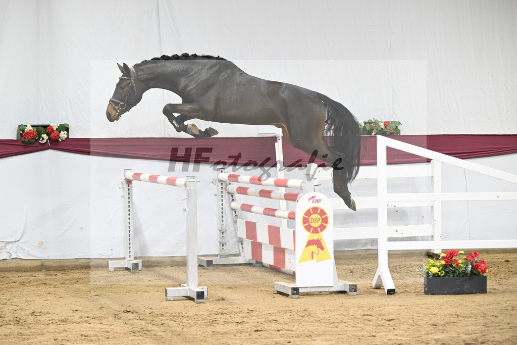 Kat-Nr. 99 Conthalou x Colestus_ZG Erkner_47253209 | hf-fotografie - Realisiert mit Pictrs.com