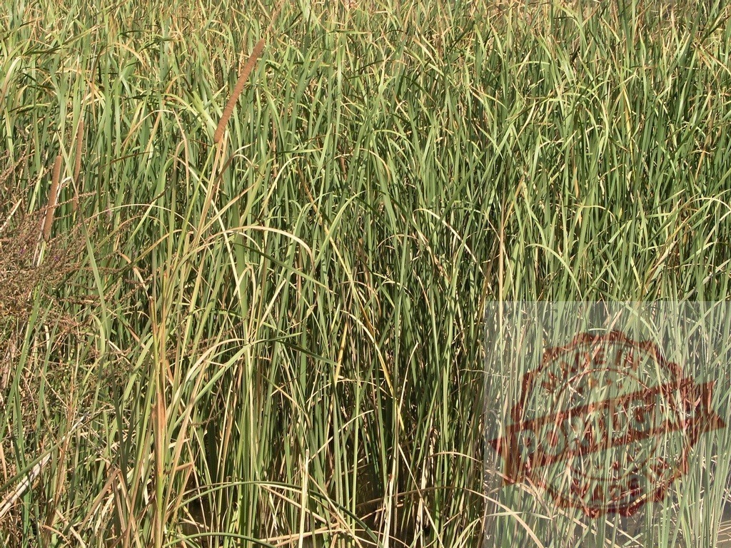 Green cattails growing in a dense marsh wetland | Tall green cattail and reed plants filling a natural wetland habitat - Realized with Pictrs.com