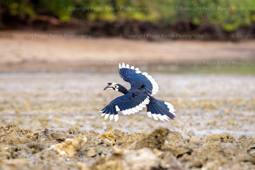 Thailand_Hornbills_2025 (4) | PeggyRaschPhotography - Realisiert mit Pictrs.com