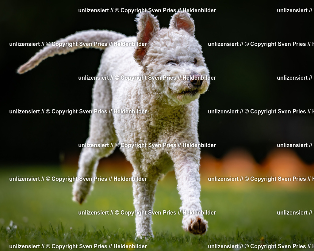 Sven Pries | 2026-05-14 - Hunderennen KA Durlach Vatertag 2026 - Realisiert mit Pictrs.com