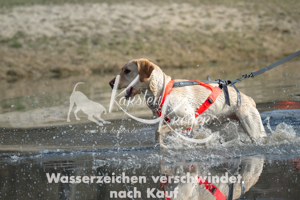 1252_ZZ92403 | kk-dogfotos