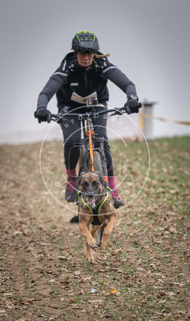 Pfotenfotografie_DV3A1519 | Hundefotografie, Tierfotograf, Pfotenfotografie, Fotoshooting Hund, Hunde Portrait, Hundesport, Hundeportraits, Heideshooting, Hunde, Sportfotograf, Hundefotograf, Turnierhundsport, THS,  - Realisiert mit Pictrs.com