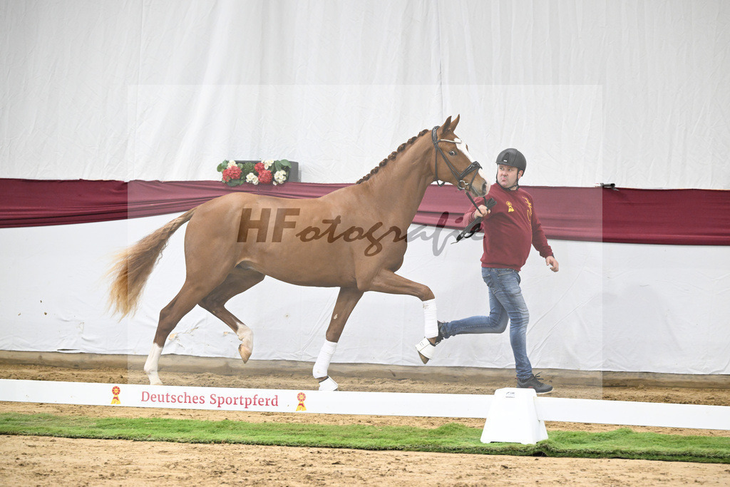 Kat-Nr. 24 Escanto PS x Feinrich_Tobias Sesselmann u Lea Dressel_47250742 | hf-fotografie - Realisiert mit Pictrs.com