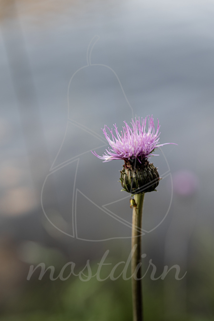 Kratzdistel | Bei Veröffentlichung des Bildes ist eine Namensnennung wie folgt erforderlich: 
Foto: Mostdirn Irmgard Wieser
 - Realisiert mit Pictrs.com