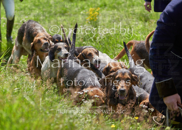 08-23 Bredeneek Jagd_MCH9589_Marina Hewig | Fotografie, FotoArt, PferdesportArt, Pferdesportfotografie, Landschaftsfotografie, Reisefotografie, Reise, Pferde - Realisiert mit Pictrs.com