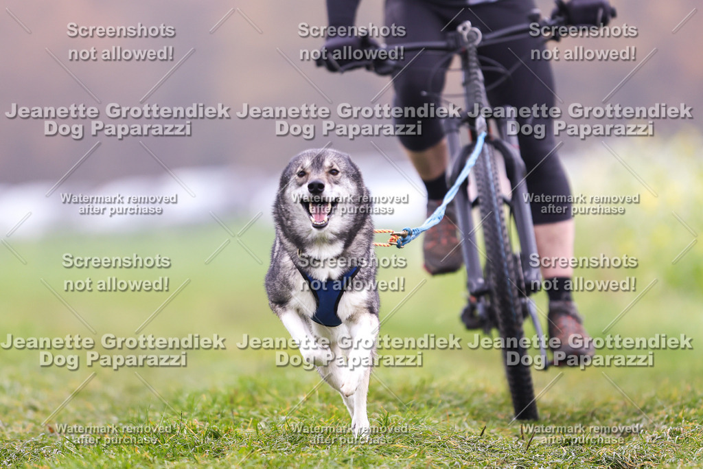 Dog Paparazzi - Visbeck 25 -191 | Dog Paparazzi Jeanette Grottendiek Fotografie & Videografie - Realisiert mit Pictrs.com