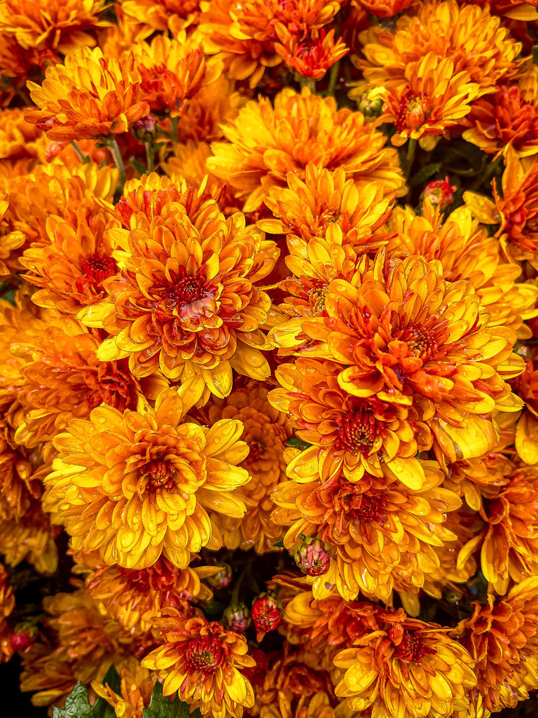 Wandbild Herbst-Chrysanthemen – Farbintensive Blütenpracht für Ihr Zuhause | Bringen Sie die goldene Wärme des Herbstes in Ihre Räume! Dieses exklusive, hochformatige Wandbild zeigt leuchtend orange-gelbe Chrysanthemen in einer detailreichen Makroaufnahme. Die warmen, herbstlichen Naturtöne und die plastische Tiefe der Blütenblätter machen dieses florale Kunstwerk zu einer perfekten Dekoration für Wohnzimmer, Flur oder Büro. Bestellen Sie diesen zeitlosen Blickfang jetzt in Galerie-Qualität auf Leinwand, edlem Alu-Dibond oder hinter glänzendem Acrylglas. - Realisiert mit Pictrs.com