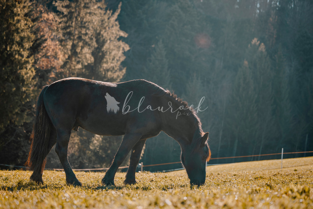 701A6077 | Sportbilder, Sportfotograf, Hochzeits- und Eventfotografin, Flugshows, Portraits und Tiershooting, Aviation, Downhill, Nationalleague, Swissleague, International