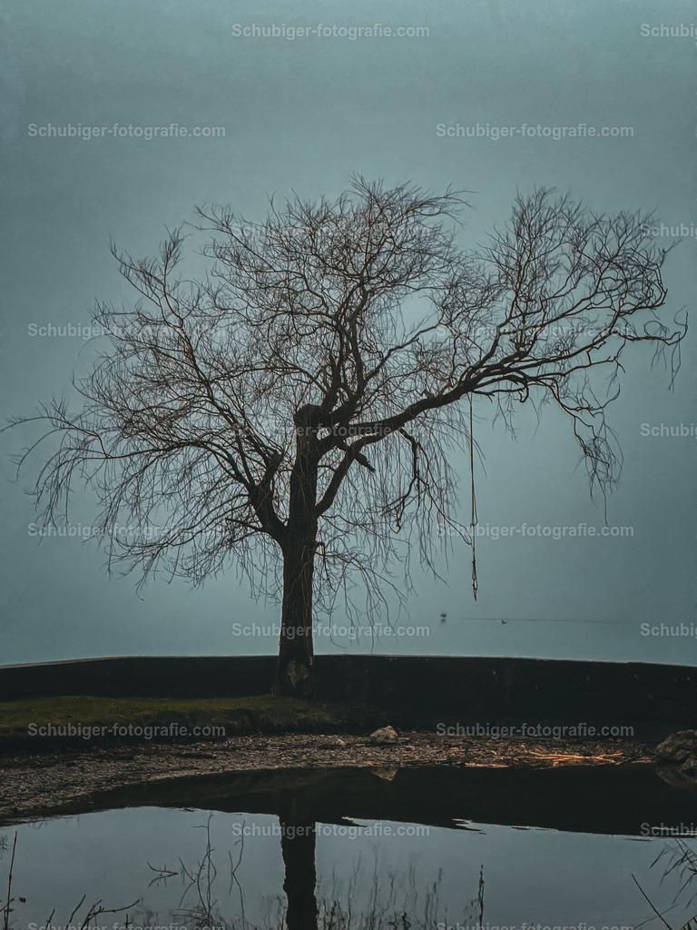 Baum im Nebel | Baum im Nebel am See - Realisiert mit Pictrs.com