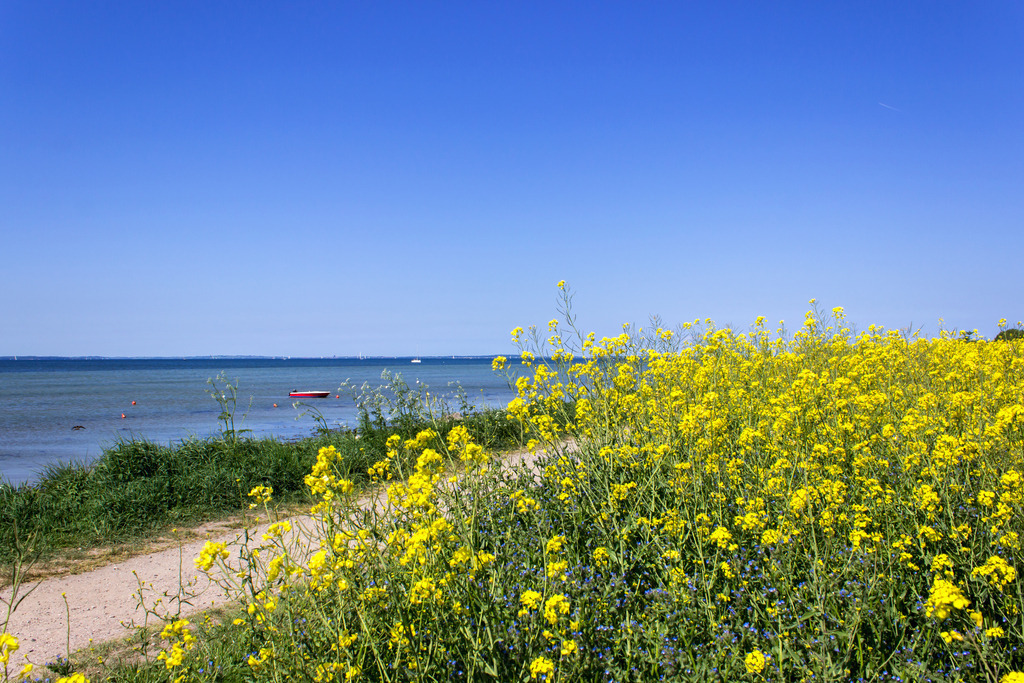 Strand in Wackerballig | Weg am Strand in Wackerballig - Realisiert mit Pictrs.com