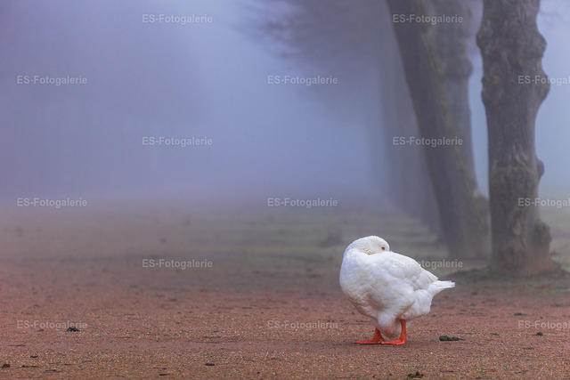 Gans im Nebel
