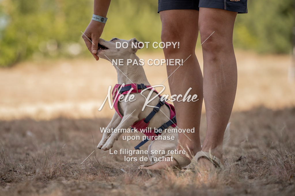 nelerasche_soDD2_225 | nelerasche