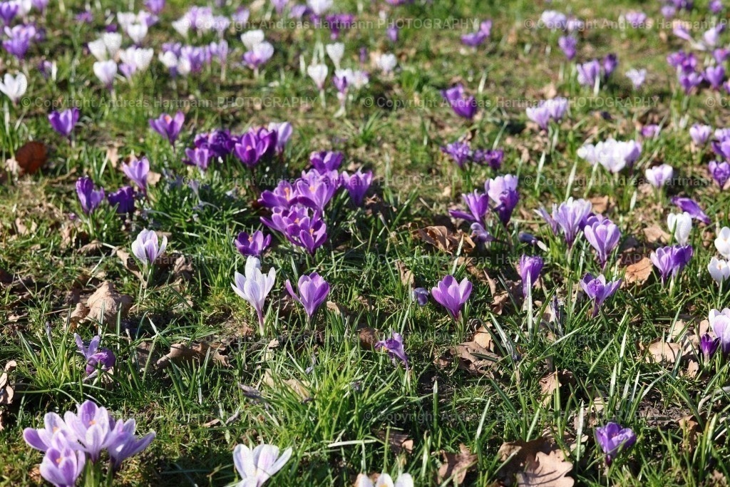 Krokuswiese | Krokuswiese - Realisiert mit Pictrs.com