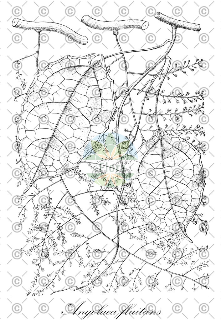 HistAbb_wfo-0000536542_127_ENZY_Simple | Historische Abbildung von Angolaea fluitans - Podostemaceae | Historical Illustration of Angolaea fluitans - Podostemaceae