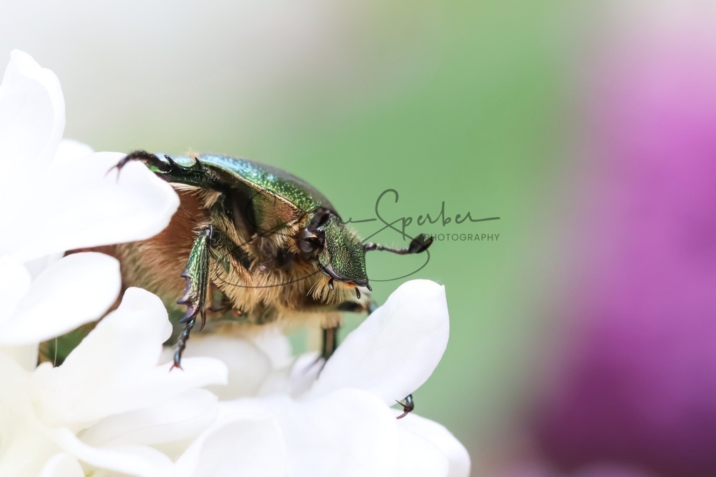 Rosenkäfer | Simone Sperber, svb-photography,Fotografin,Bilddesignerin,Naturfotografie,Macrofotografie,Tierfotografie,Wildtierfotografie,Ausstellungen,Auftragsfotografie,Kunst,Art,Photographer,Shootings,Bildberatbeitung,Galerie,Shop