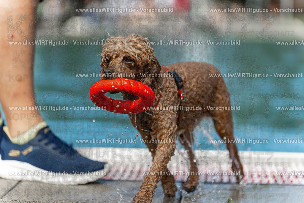 Hundeschwimmen_Volksbad_2026-allesWIRTHgut_Tierfotografie-2609061504-7R501302 | Professionelle Tierfotografie in Mönchengladbach von Daniel Wirth (allesWIRTHgut). Liebevolle & natürliche Bilder von Hunden & Katzen für unvergessliche Erinnerungen.