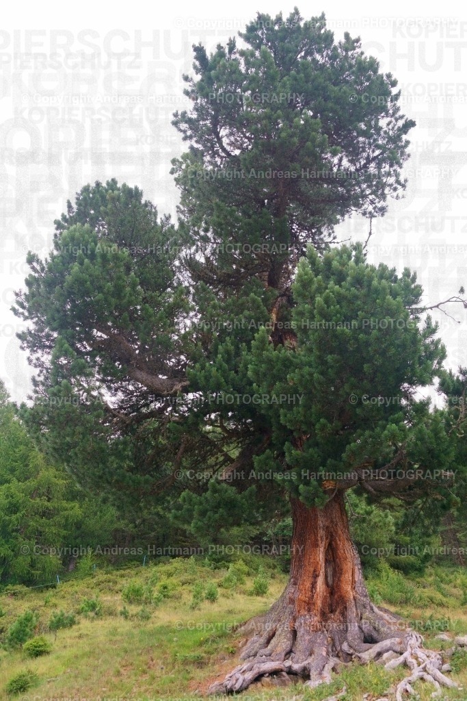 Zirbe | Zirbe - Realisiert mit Pictrs.com