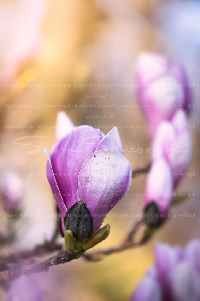 Zarte Eleganz – Magnolie im Frühlingslicht | Die sanfte Schönheit einer Magnolienblüte entfaltet sich im warmen Licht des Frühlings. Die feinen Farbverläufe und das weiche Bokeh verleihen dem Motiv eine ruhige, fast träumerische Atmosphäre.Ein elegantes Naturmotiv, das Leichtigkeit und Harmonie in jeden Raum bringt und sich perfekt als stilvolle Wanddekoration eignet. - Realized with Pictrs.com
