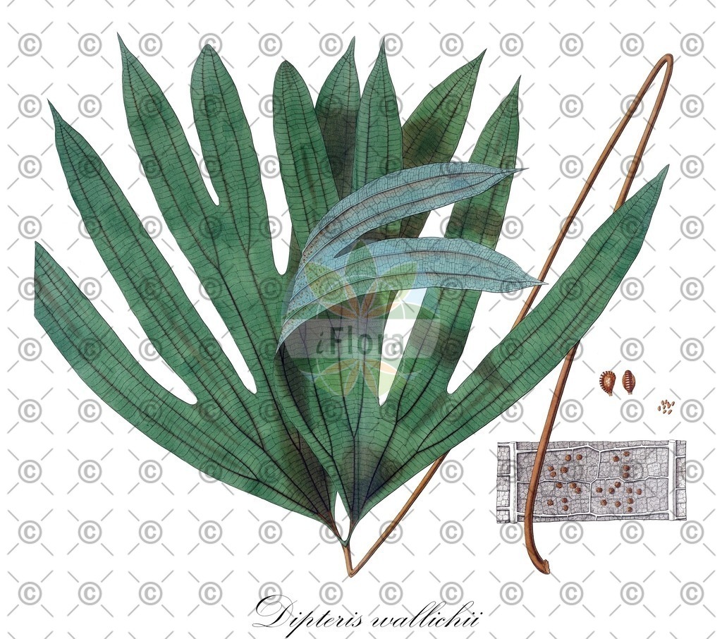 HistAbb_wfo-0000170550_1_ENZY_Simple | Historische Abbildung von Dipteris wallichii - Dipteridaceae | Historical Illustration of Dipteris wallichii - Dipteridaceae
