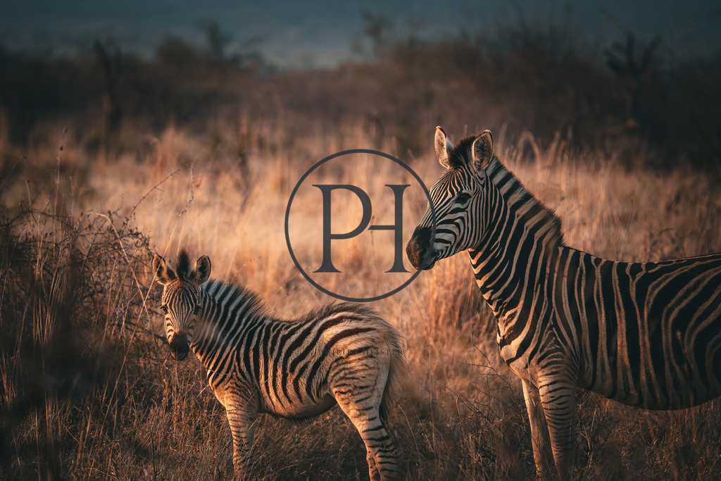 DSC07278-Enhanced-NR | Philipp-Heist - Realisiert mit Pictrs.com