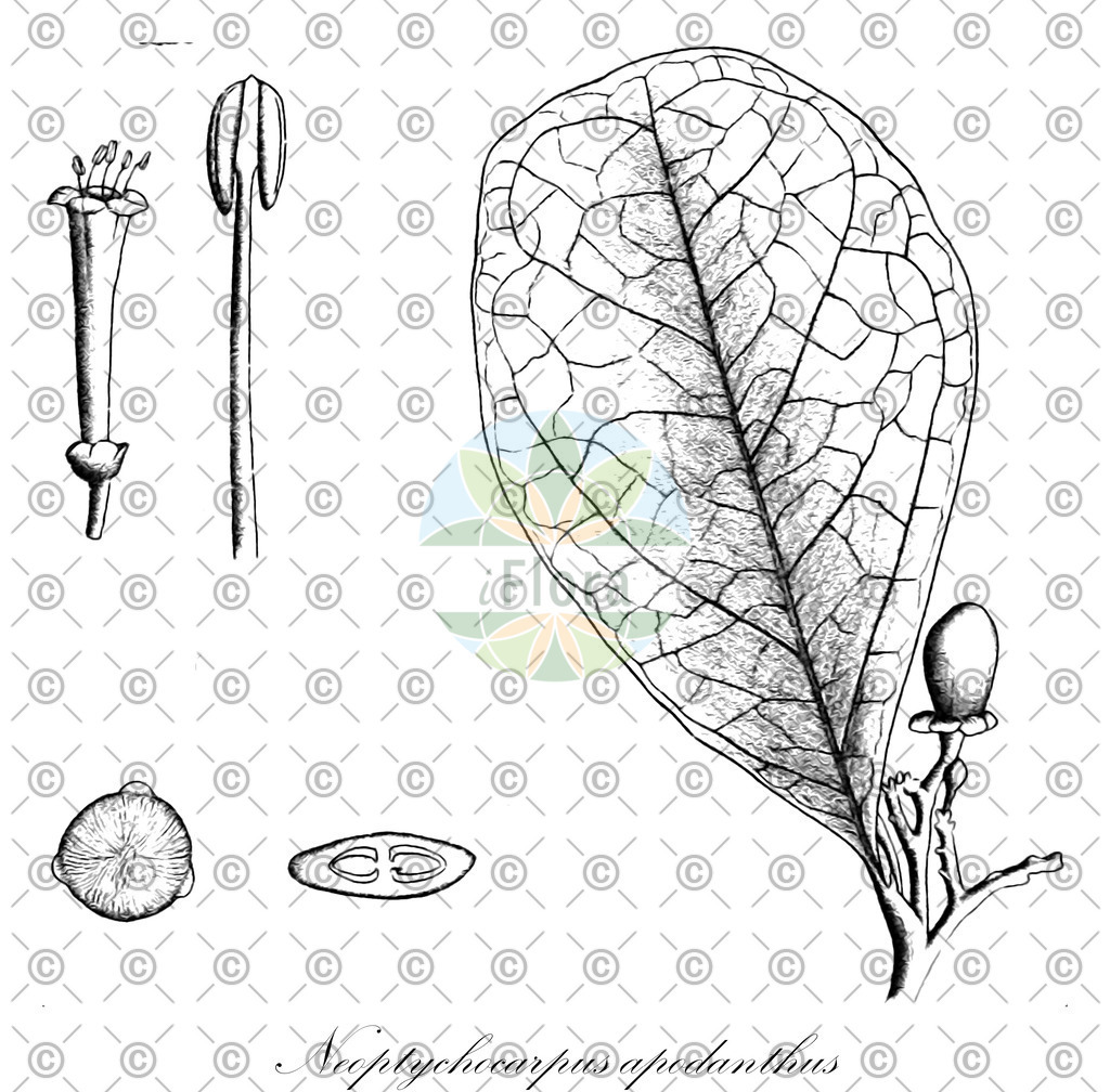 HistAbb_wfo-0000182738_1_ENZY_Simple | Historische Abbildung von Neoptychocarpus apodanthus - Salicaceae | Historical Illustration of Neoptychocarpus apodanthus - Salicaceae