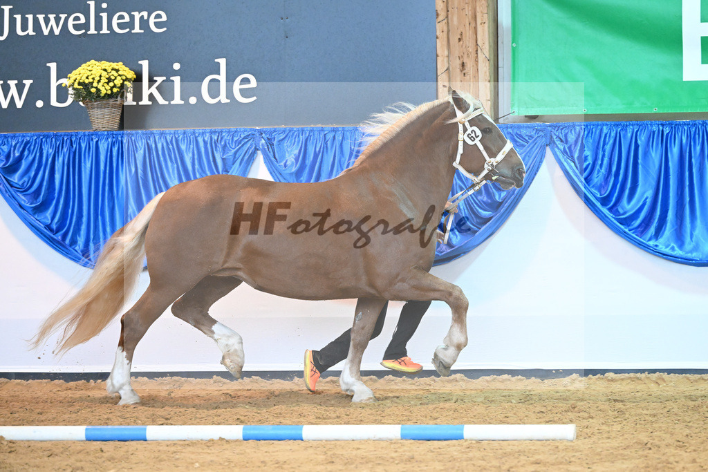 Kat-Nr. 62 Havanna_Mair_53220185 | hf-fotografie - Realisiert mit Pictrs.com