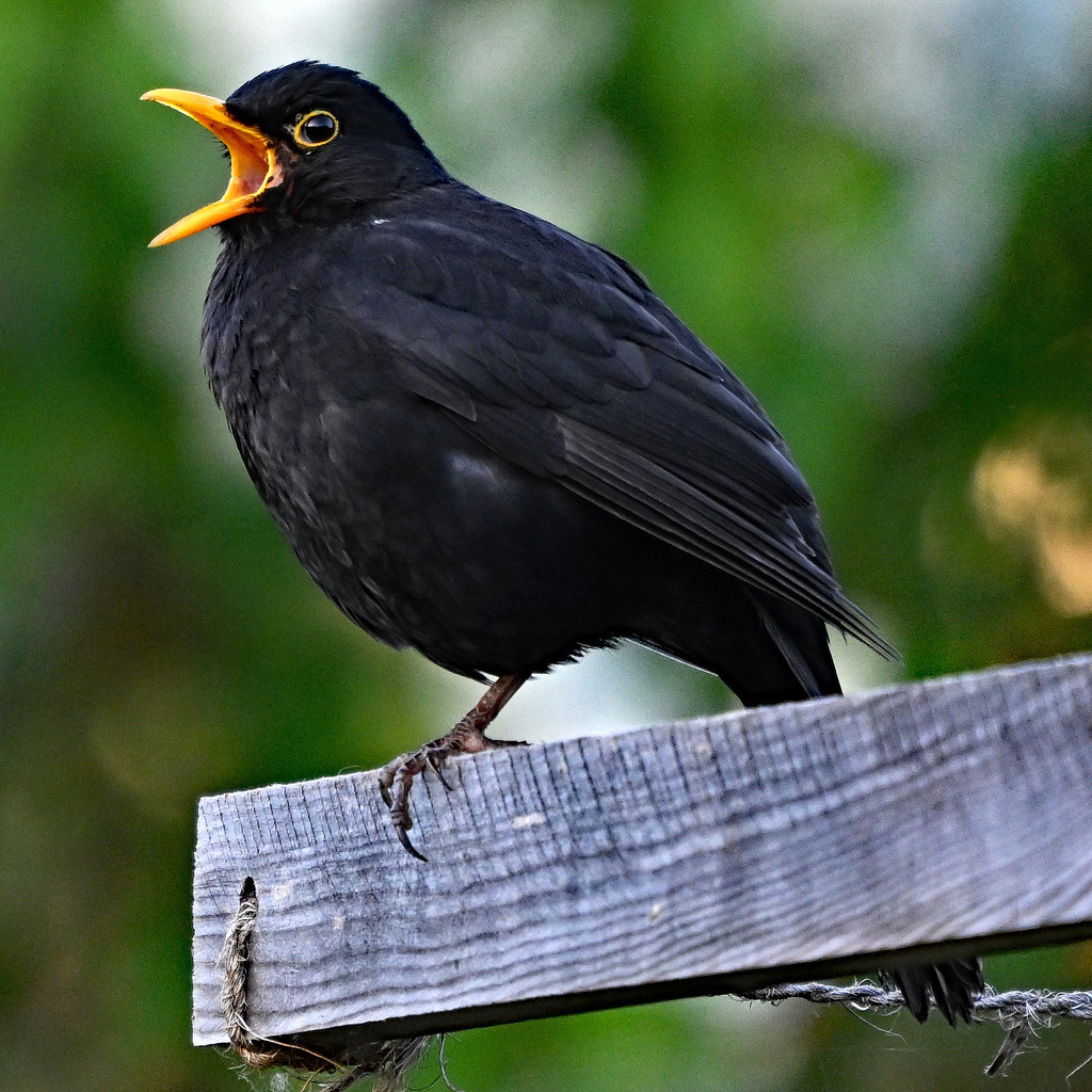 Amsel07q-1 | lucisnaturbilder - Realisiert mit Pictrs.com