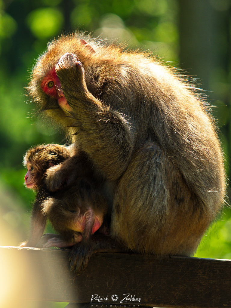 Animal-Collection-Zöchling (6) | Patrick Zöchling - Realisiert mit Pictrs.com