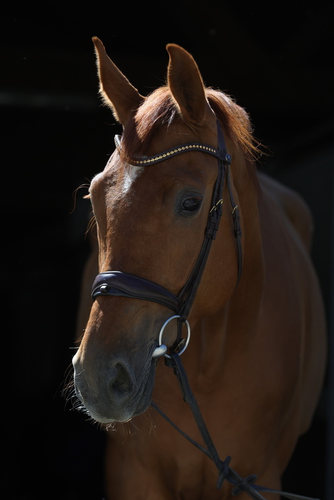 0P6A8929 | Willkommen bei Brunnmayr - Design & Fotografie – Ihrem Spezialisten für Reitturniere und Pferdeveranstaltungen in Oberösterreich, Salzburg und Bayern! Seit über 17 Jahren sind wir leidenschaftlich dabei.