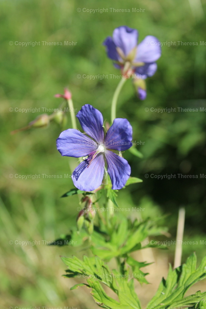 IMG_1531 | Naturpuls - Realisiert mit Pictrs.com