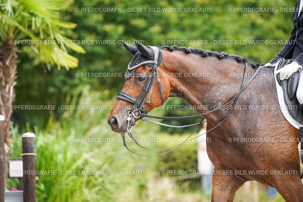 DSC08333 | Pferdegrafie