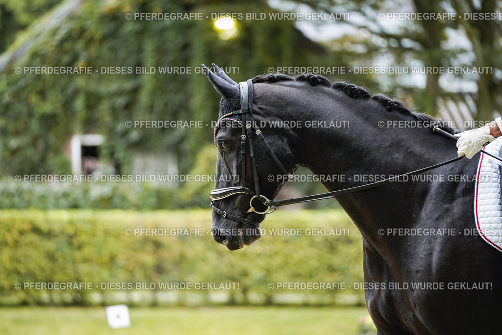 DSC09416 | Pferdegrafie