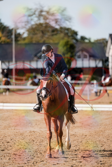 2026_10_03_Siefer-Hof_123808_Z63_55807780 | Professionelle Reitsport-, Turnier- und Eventfotografie von Robert Broda. Galerien mit ausgewählten und bearbeiteten Bildern direkt online ansehen und bestellen.