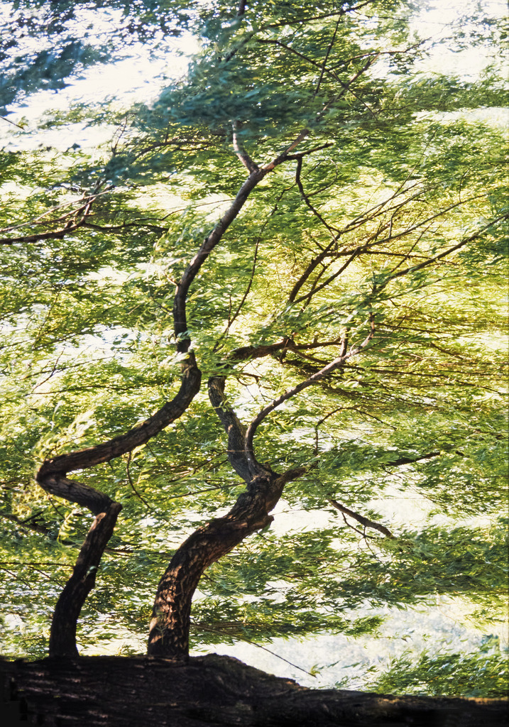 Baumpaar_26057a | Baumpaar in der Abbaye de Sénanque, Provence