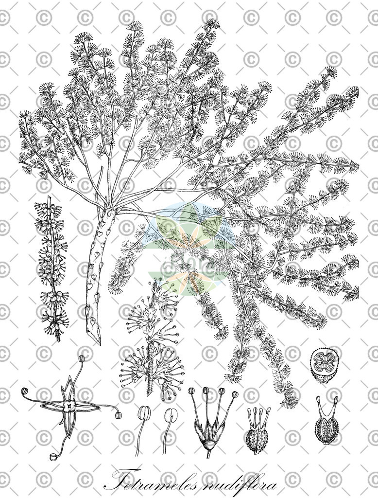 HistAbb_wfo-0000094794_1_ENZY_Simple | Historische Abbildung von Tetrameles nudiflora - Tetramelaceae | Historical Illustration of Tetrameles nudiflora - Tetramelaceae