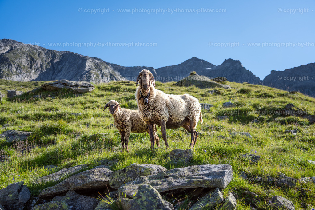Schafe Zillertal copyright  Thomas Pfister-1 | PHOTOGRAPHY BY THOMAS PFISTER