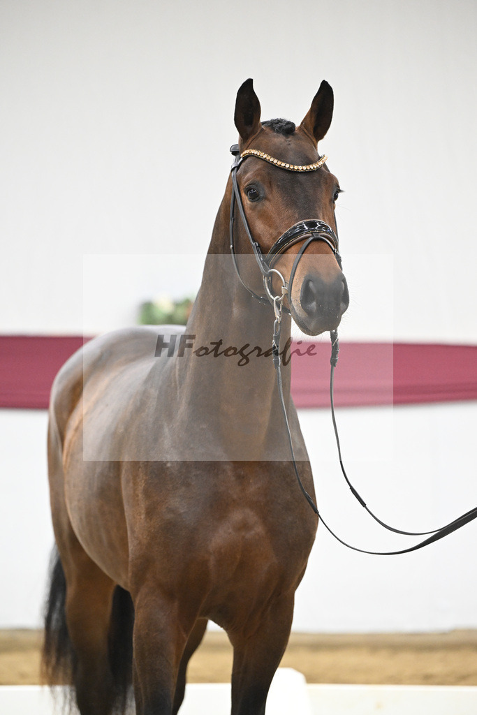 Kat-Nr. 123 Elastic x Belissimo M_Limbecker GnbH u Co. KG_47254058 | hf-fotografie - Realisiert mit Pictrs.com