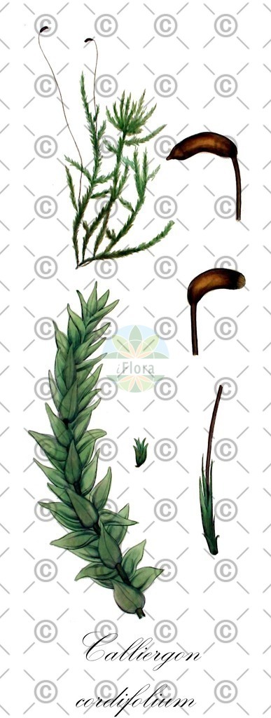 HistAbb_wfo-0001177684_1_ENZY_Simple | Historische Abbildung von Calliergon cordifolium - Calliergonaceae | Historical Illustration of Calliergon cordifolium - Calliergonaceae