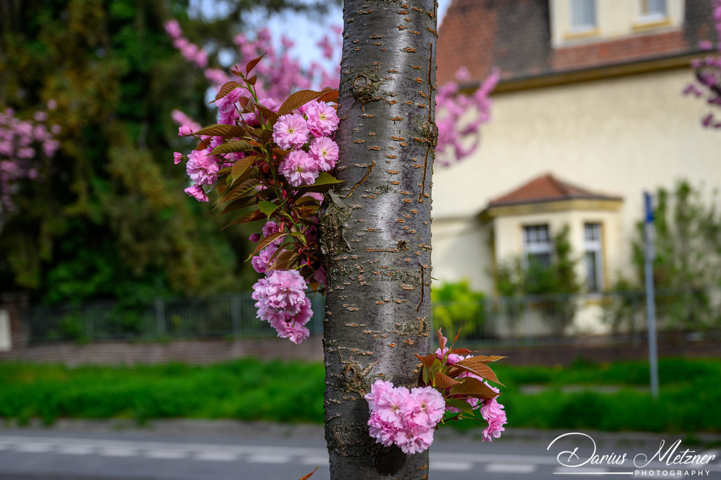 DSC_9406 | Fotografien, Fotos und Bilder aus Mainz, Frankfurt, Wiesbaden und anderen Orten auf der Welt - Fotografiert von Darius Metzner